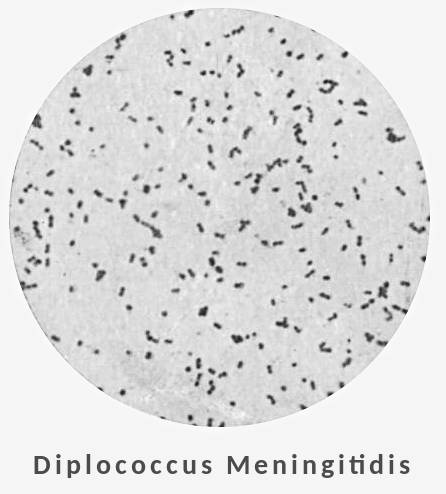 Diplococcus Meningitidis