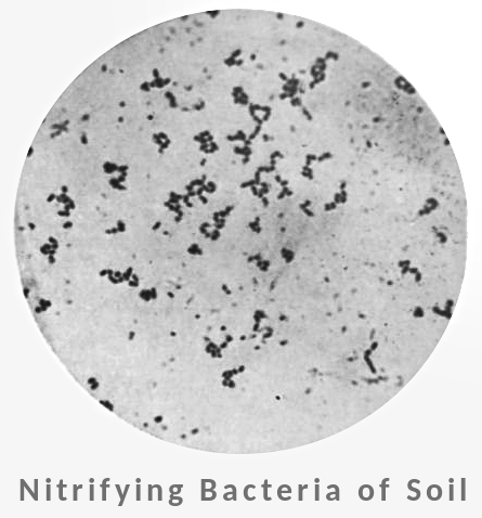 Nitrifying Bacteria of Soil