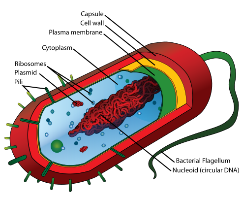 bacterium prokaryote cell