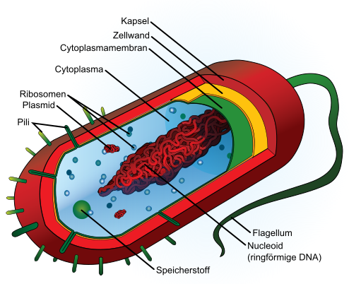 bacterium prokaryote cell German