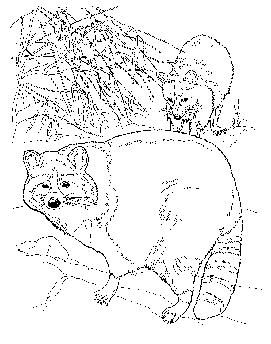 raccoons coloring page