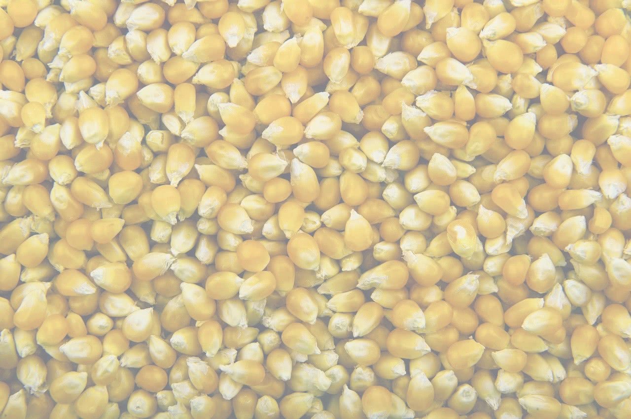 popcorn kernels background