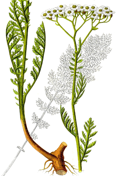 Achillea nobilis