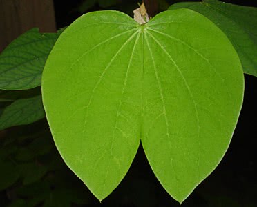 Bauhinia leaf