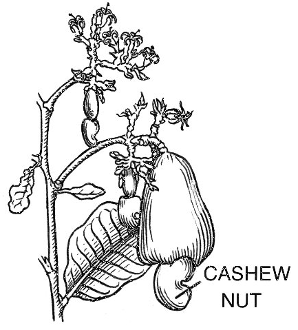 Cashew plant BW