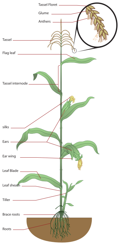 Maize plant diagram