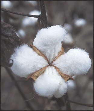cotton plant 1