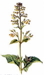 Common Figwort