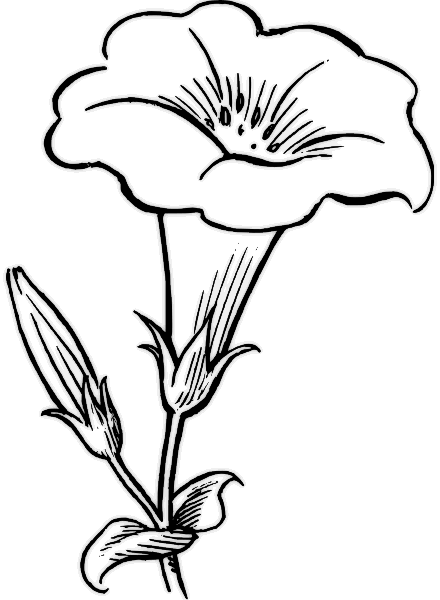 Gamopetalous flower