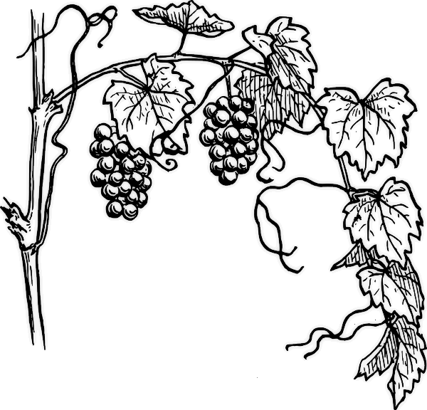 grapevine 1