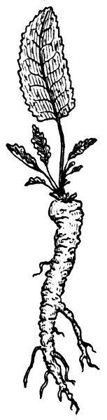 horseradish BW