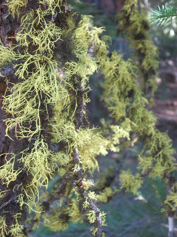 Fruticose lichen branches