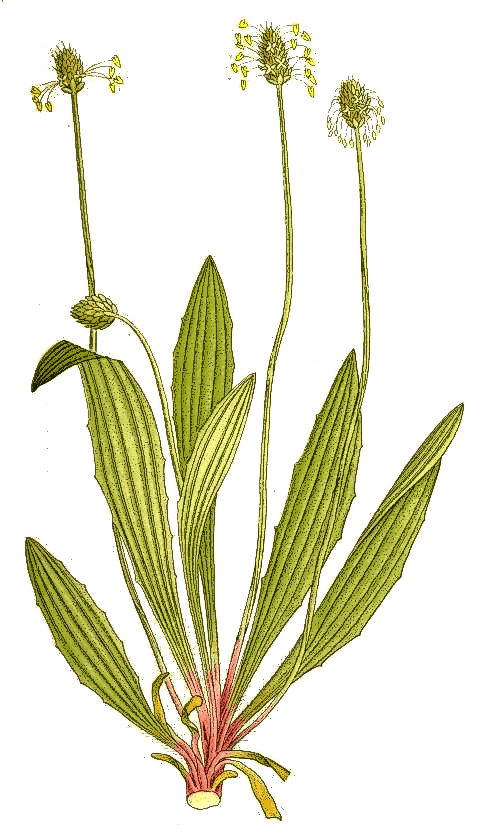 English plantain  Plantago lanceolata