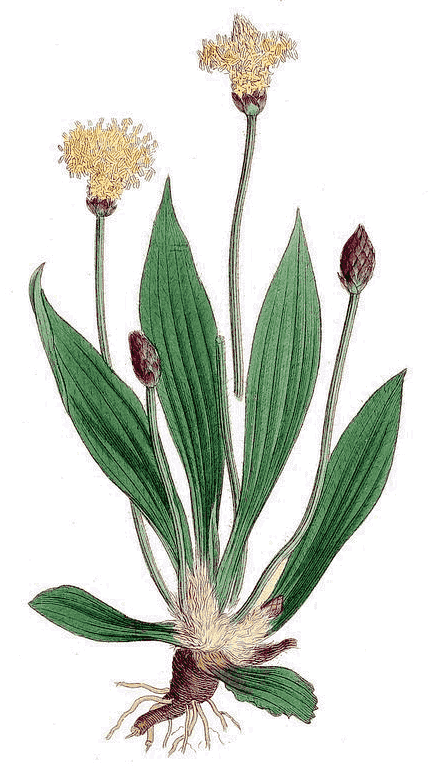 Plantago lanceolata 2