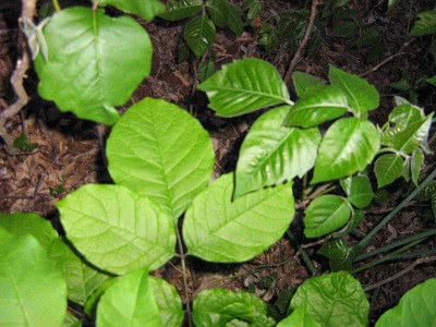 poison ivy  leaves of three leave them be