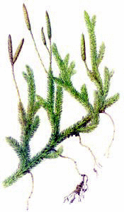Stagshorn Moss