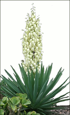 Yucca flowering
