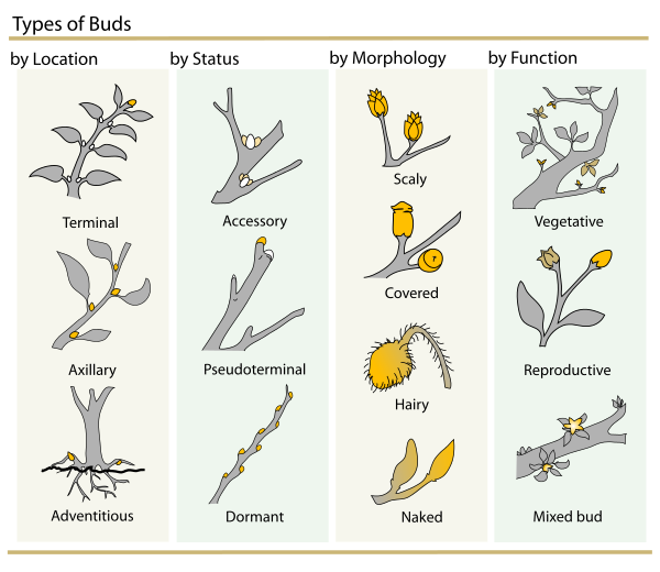 Plant Buds clasification