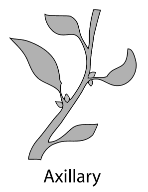 axillary bud