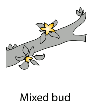 mixed bud