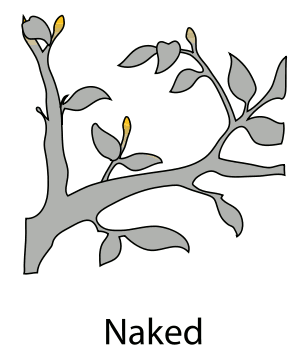 naked bud