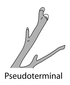 pseudoterminal bud