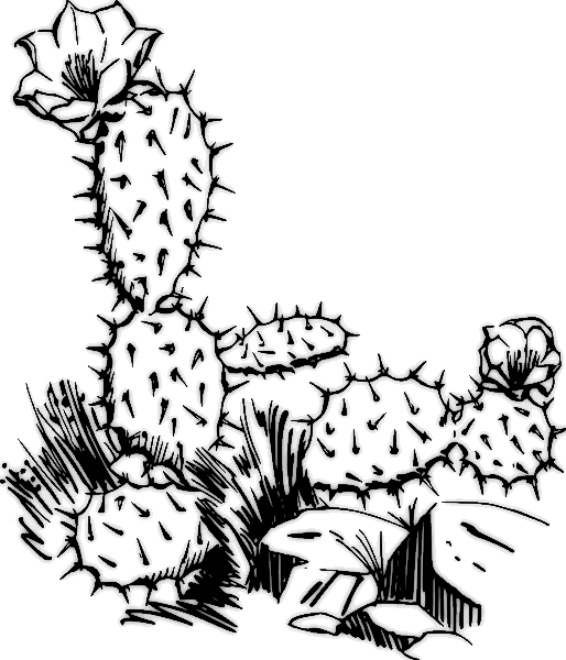 Cactus blooming BW