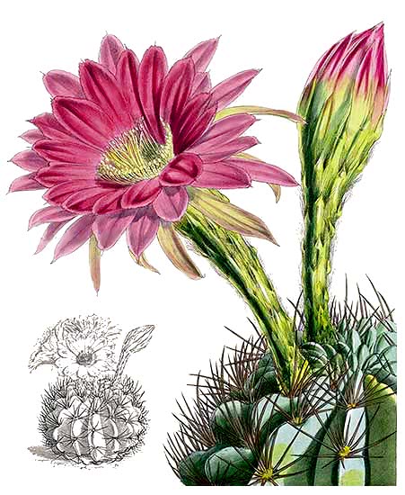 Cactus  Echinopsis cristata