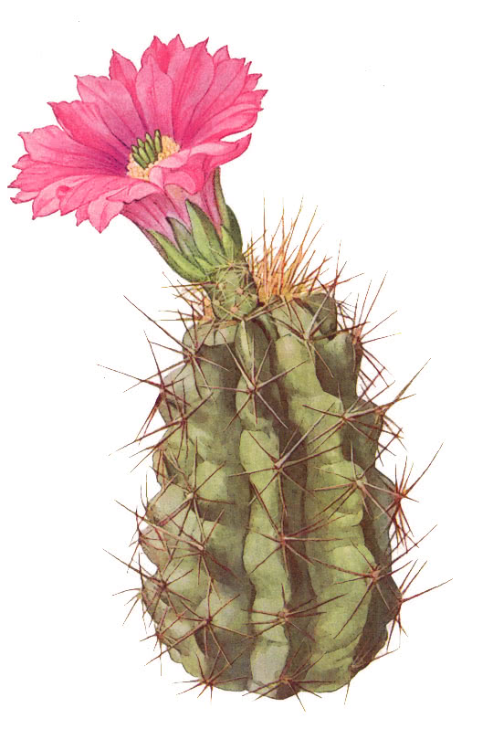 Cactus flowering