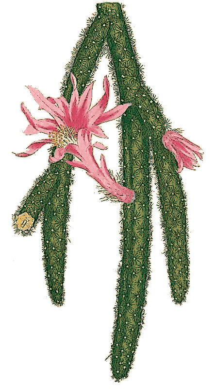 Rat Tail Cactus  Disocactus flagelliformis