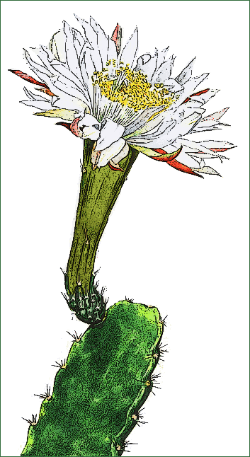 cactus flower Acanthocereus subinermis