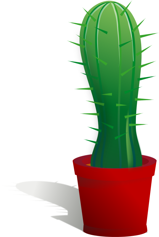cactus in planter