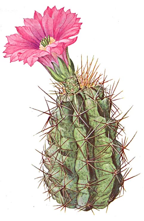 pinkflower hedgehog cactus  Echinocereus fendleri