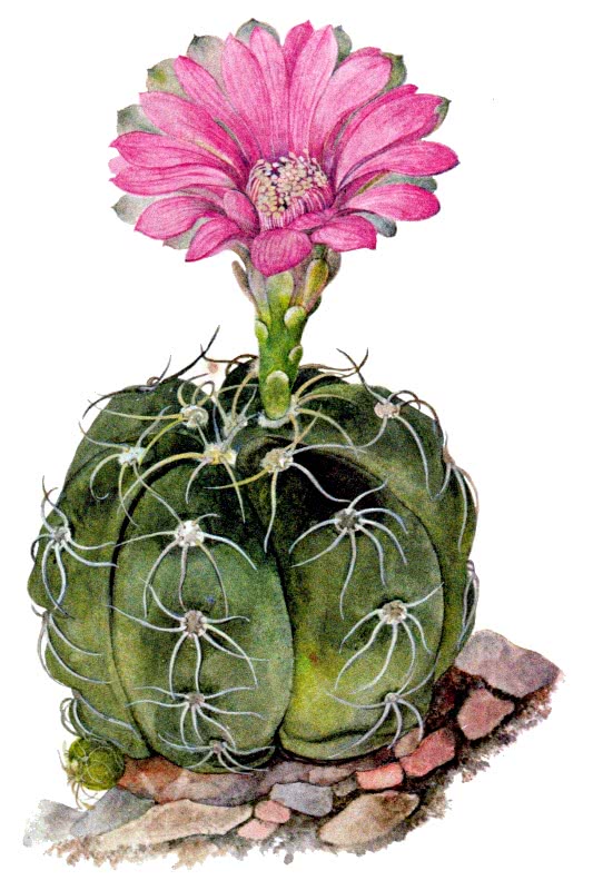 spider cactus flower
