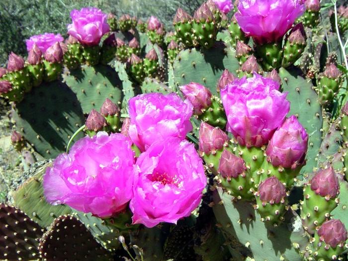 Beavertail Cactus In Bloom