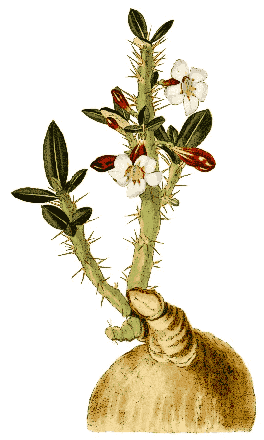 Pachypodium succulentum