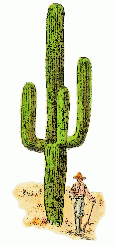 giant cactus Cereus giganteus