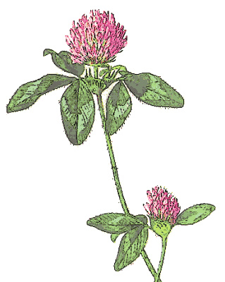 Red Clover 1