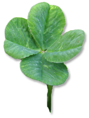four leaf clover picture