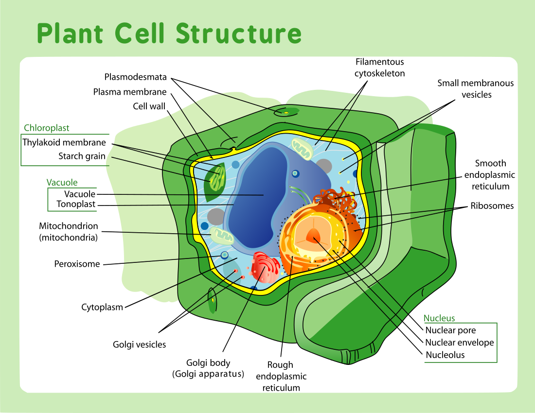 Plant cell structure 2