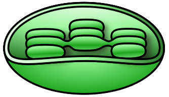 chloroplast color