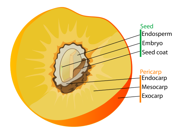 fruit diagram