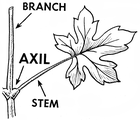 PLANTS / DIAGRAMS / PLANT PARTS @ WPClipart