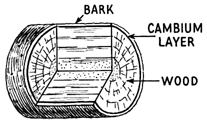 Cambium layer