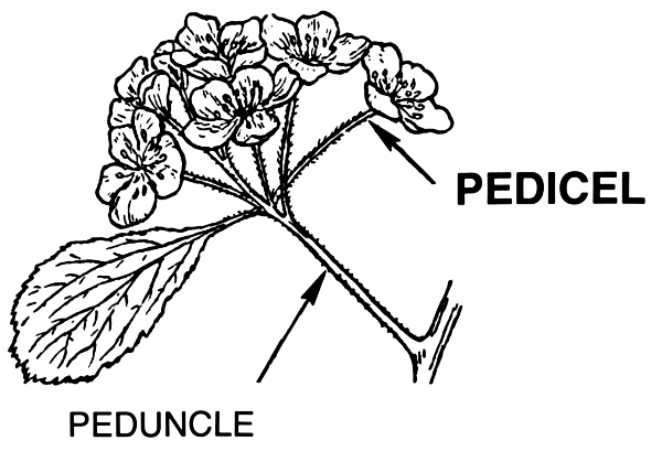 pedicel peduncle