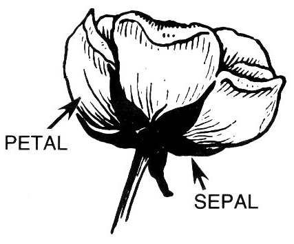 petal sepal label