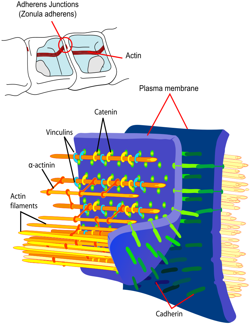Adherens Junctions structural proteins