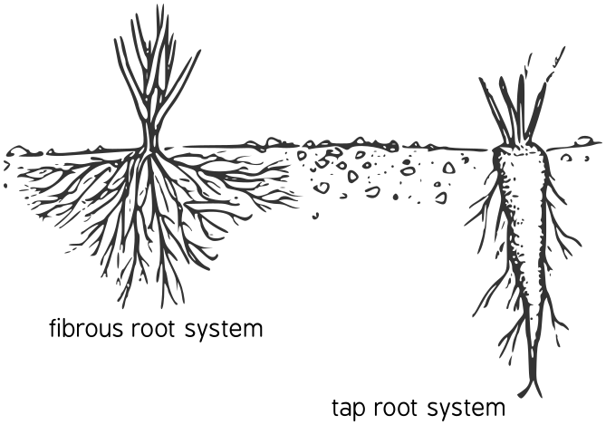 root types fibrous tap
