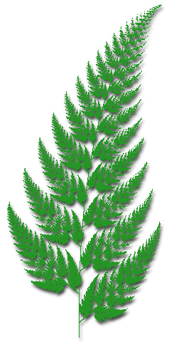 fractal fern