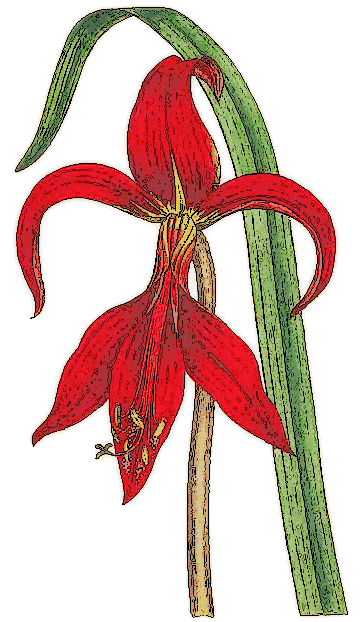 Amaryllis formosissima